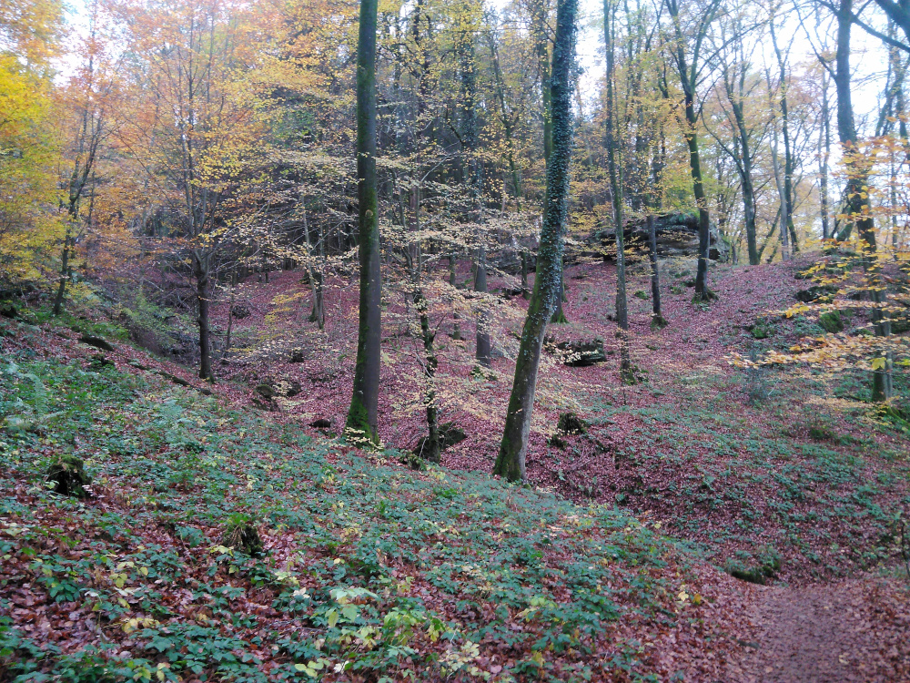 Sophro ForestInAutomn